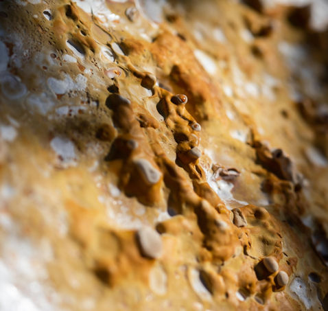 MycoTemple prototype_surface texture.jpg