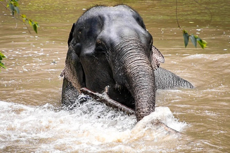 elephant sanctuary 06