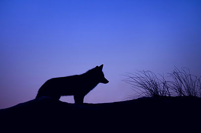 PETER AND THE WOLF