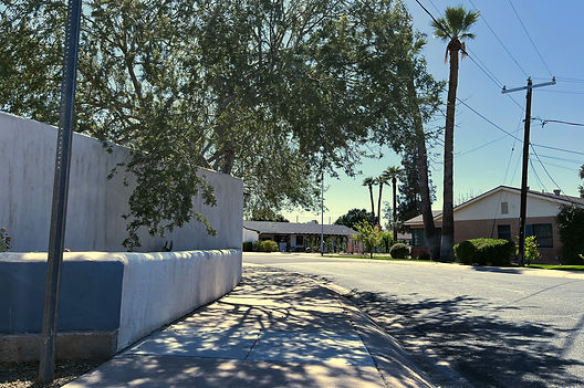 Trees in a neighborhood along 11th Avenue south of Thomas Road on March 19.