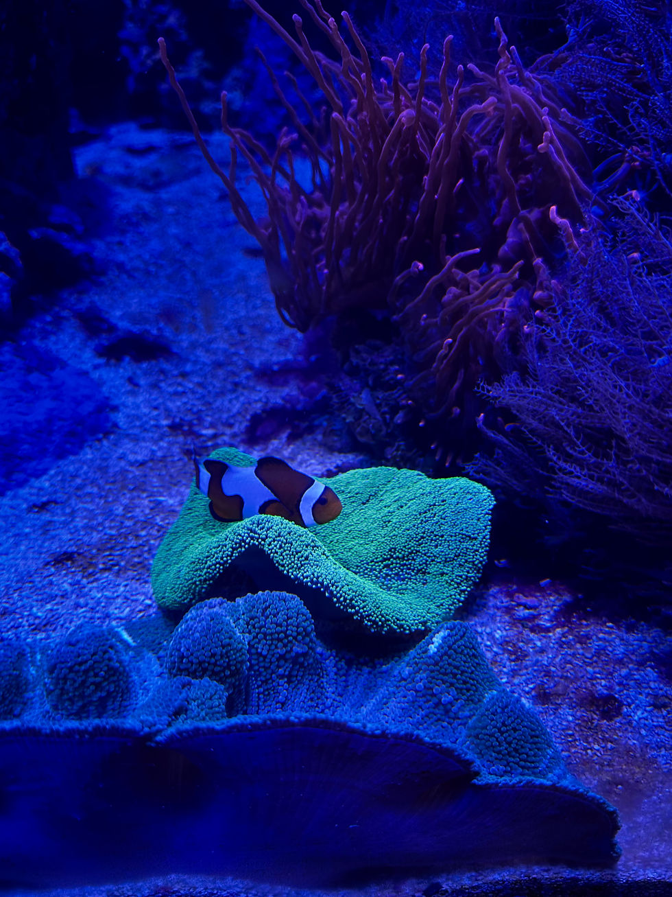 A clownfish at Chicago's Shedd Aquarium