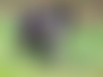 Nouvelles de Bouby renommé Kali