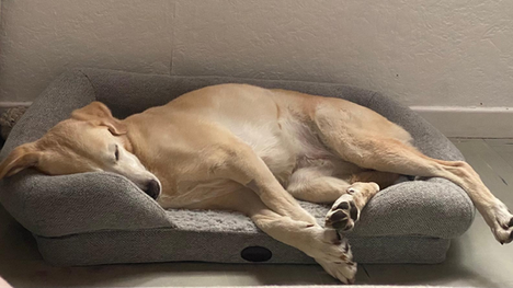 Nouvelles de Léa renommée Lumy