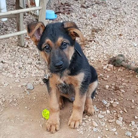 Shadow - Adopté