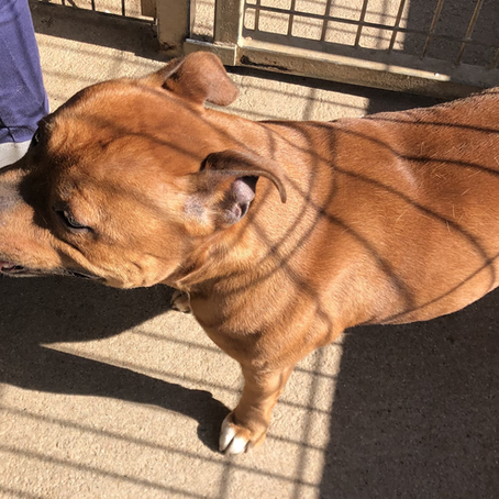 Simba - Adopté