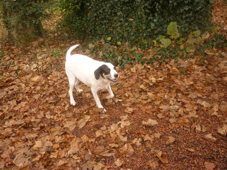 Nouvelles de Saphir renommée Sophia