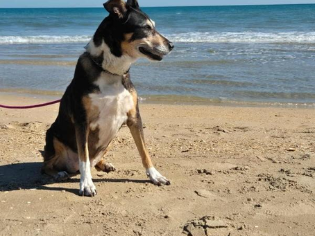 Nouvelles de Louisiane