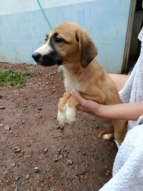 Sky - Adoptée