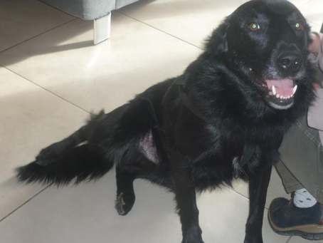 Nouvelle de Laïko renommée Taïko