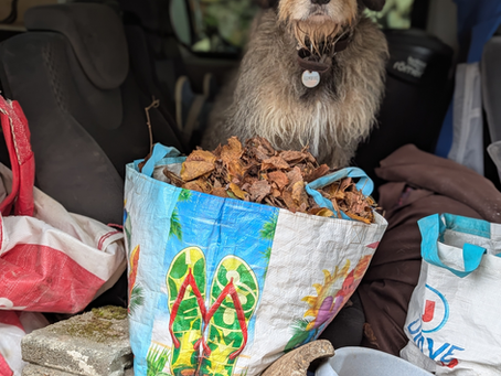 Nouvelles de Romulus