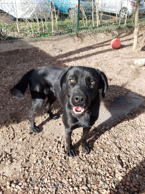 Shadow - Adopté