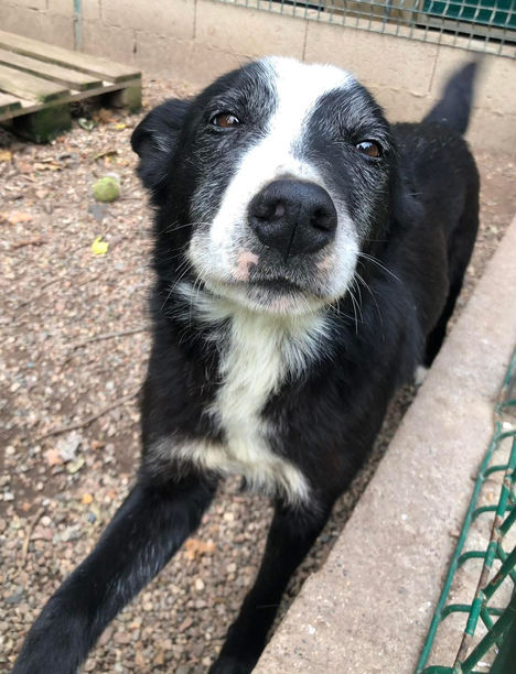 Apache renommé Enzo