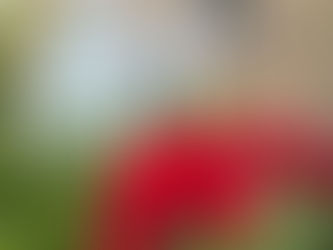 新しいホームページに関して