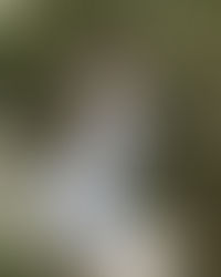 7 estampas tendência de 2021 para quem curte prints