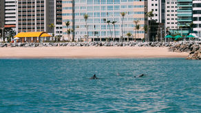 IX ENCOPEMAQ: CEARÁ RECEBE PRINCIPAL ENCONTRO NACIONAL SOBRE CONSERVAÇÃO DE MAMÍFEROS AQUÁTICOS