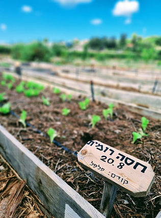 ערוגת ירק אורגנית