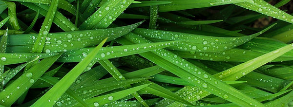 Grass