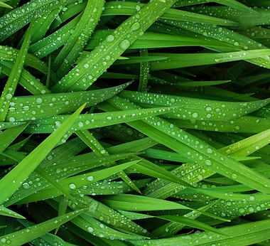 Grass