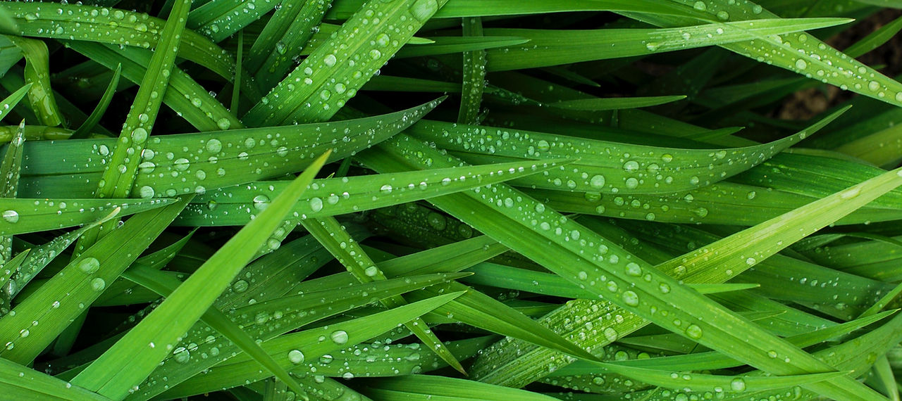 Grass