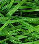 Grass Fodder Barley Oat