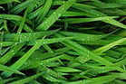 gras