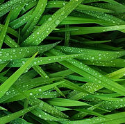 Grass