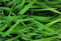 Green Grass Blades With Morning Dew