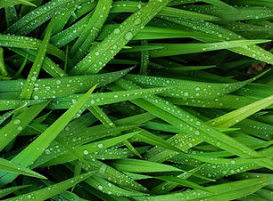 Grass