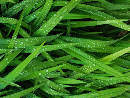 Ile podlewać trawnik?