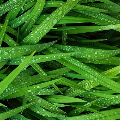 Grass
