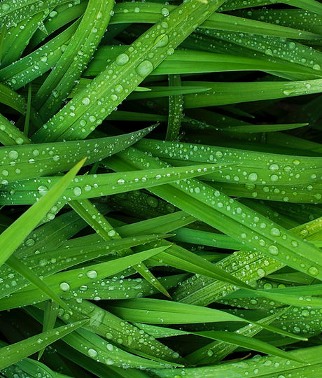 Grass