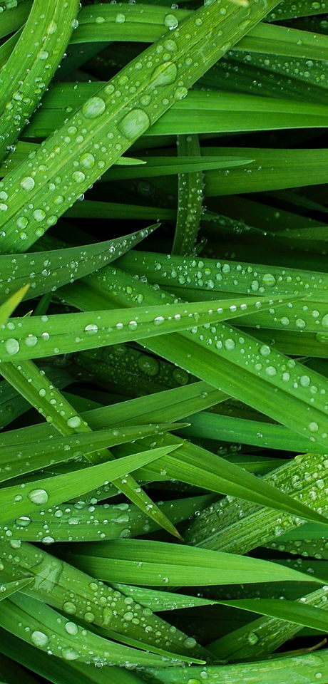 Grass