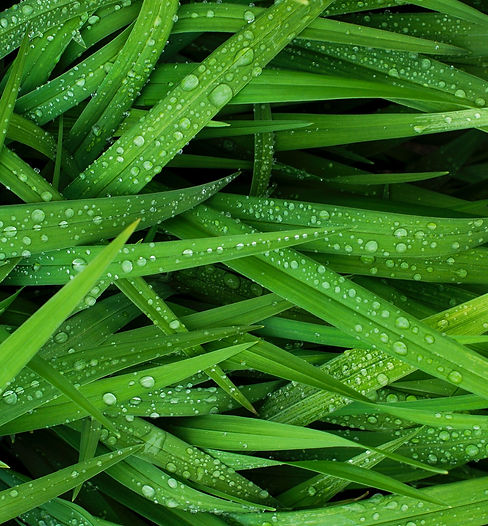 Grass