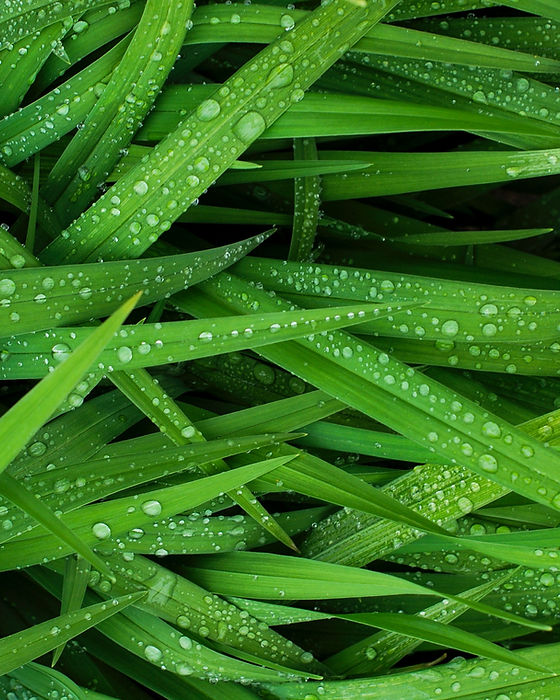 Lawn service and maintenance near me Georgetown, Texas 78626