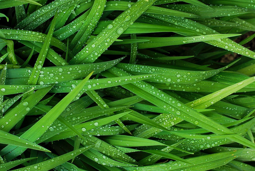 Dew On Grass