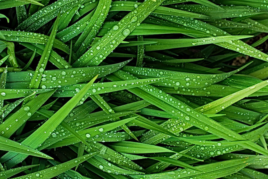 Grass