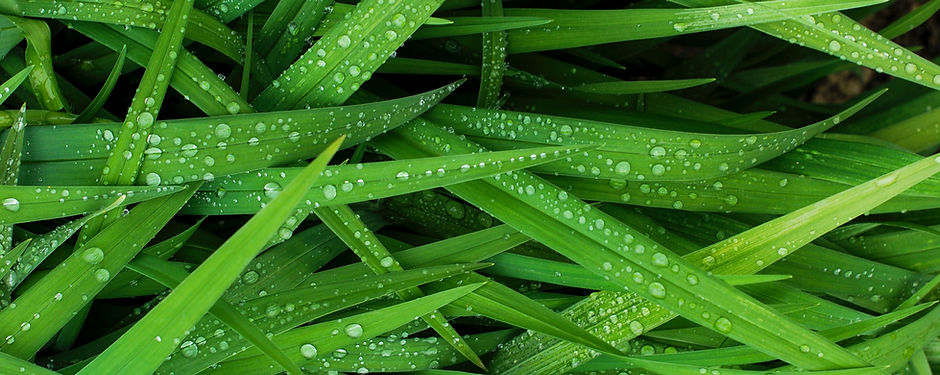 Grass