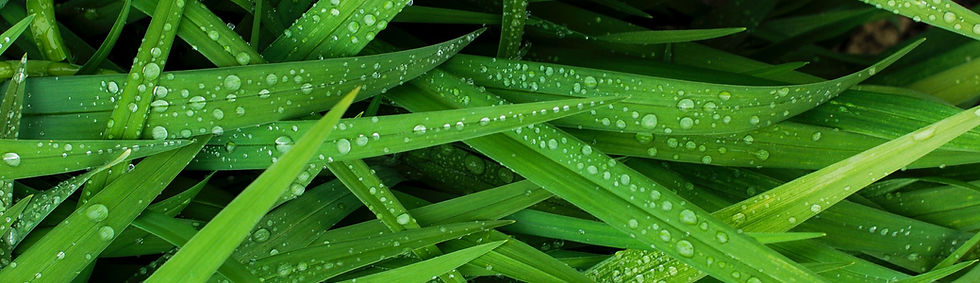 Grass