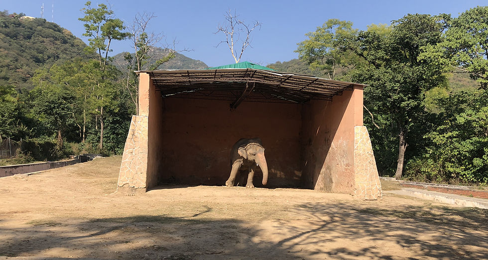 Kaavan - Captive Asian Elephant