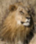 lion-ftw-header-optimised.jpg