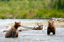 Wildlife_Brown Bear_(ATIA, Chris McLennan)