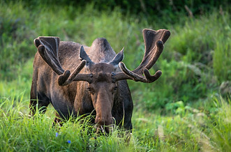 Wildlife_Moose_(ATIA, Jody Overstreet).jpg
