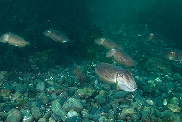 Cuttlefish group, Porthkerris 1 RJ2 (Paul Naylor 07041 351307) (1).jpg