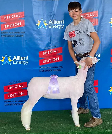 2020-Reserve-Champion-Papered-Wether-Dam-Champion-Papered-Dorset-Iowa-State-Fair-4H.jpg