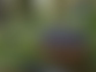 Yaban Mersini: Sağlığa Etkileri, Faydaları ve Kullanım Yöntemleri