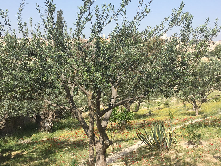 Walking in Jesus' footsteps - Gethsemane
