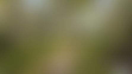 Turning towards God this Australia Day - A reflection