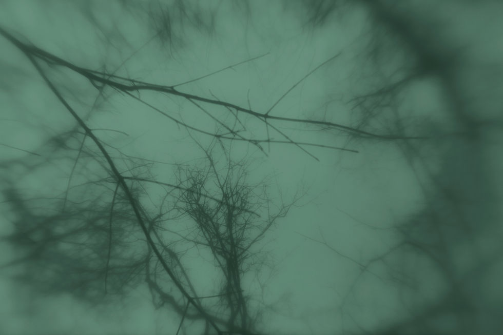 BG_trees_blurred_GraphicStock.jpg