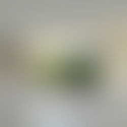 La importancia de los jardines internos en la arquitectura residencial contemporánea