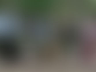 Results Retriever Novice Trial Seaton 26.11.2025